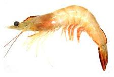 Global White Prawn