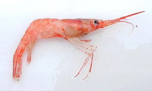 Sea Water Shrimps