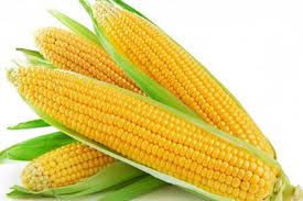 Fresh Yellow Corn