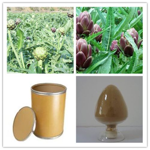 Artichoke Extract Powder, Packaging Type : Brown