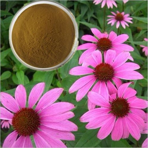 Herb 100% Natural 4% Polyphenols Echinacea Extract