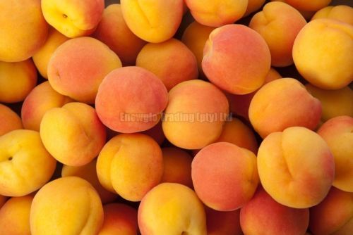 Fresh Apricot