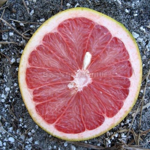 Fresh Rio Red Grapefruit