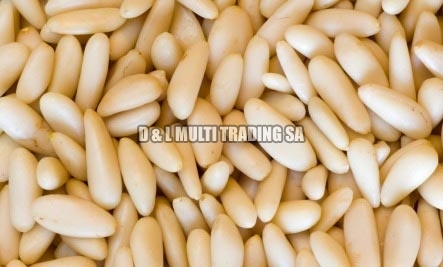 Pine Nut Kernels