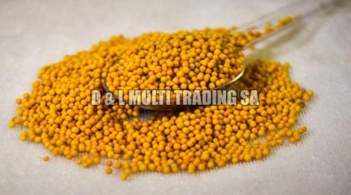 Yellow Mustard Seeds, Packaging Type : HDPE Bag
