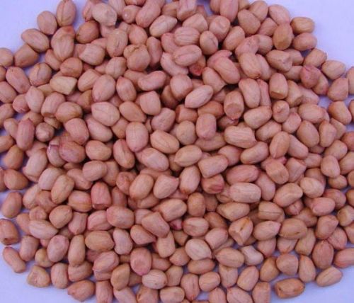 Peanut Kernels