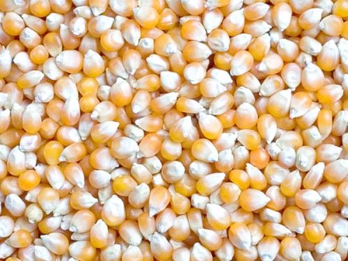 Yellow maize seeds Form : Seeds