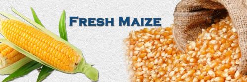 Fresh Maize