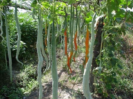 Fresh Snake Gourd