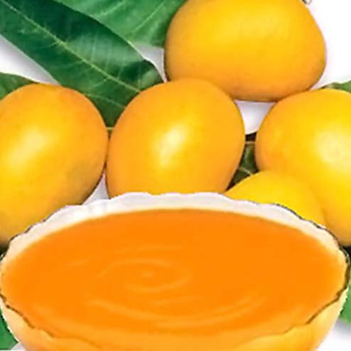 Canned Kesar Mango Pulp