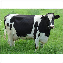 HF Cow