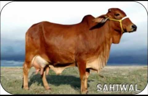 Sahiwal Cow