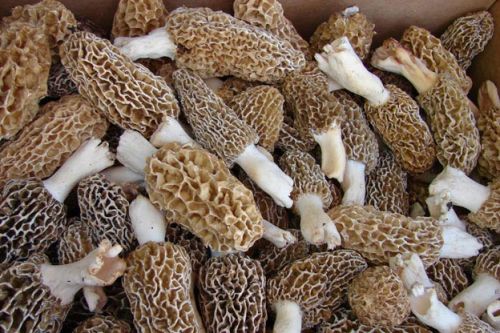 Dried Morel Mushroom