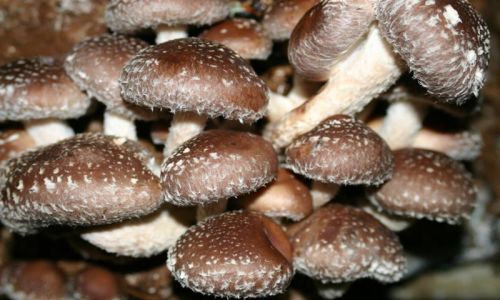 Natural Fresh Shiitake Mushroom for Cooking, Cultivation