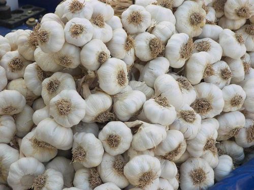 SHREEJI EXIM Fresh Garlic