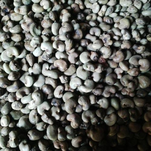 Raw Cashew Nuts, Float Rate : 18% max