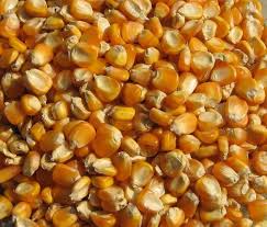 Yellow corn, Cultivation Type : Organic
