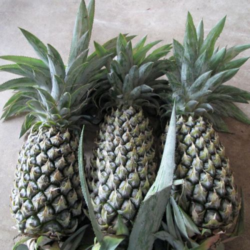 Fresh sweet pineapple