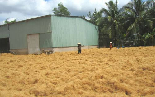 Coconut Fiber, Material : Coir
