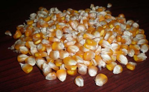 Yellow Maize Seeds