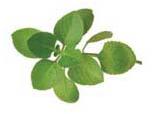 Oregano Leaves