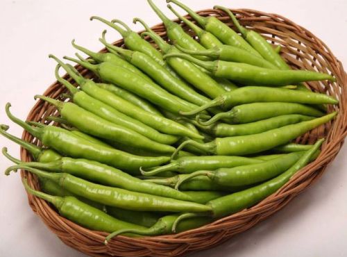 Organic Fresh Green Chillies, For Cooking, Souce, Feature : High Nutrition Value, Hygienically Packed