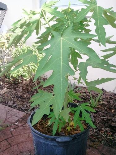 Papaya Plants