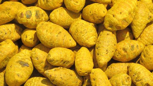 Natural Salem Turmeric Finger, For Ayurvedic Products, Cooking, Feature : Healthy For Skin, Natural Taste