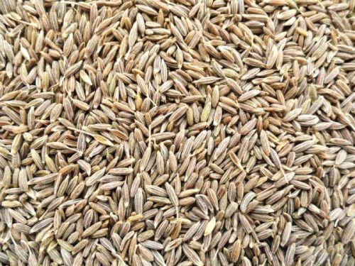 Cumin seeds, Moisture : 9%