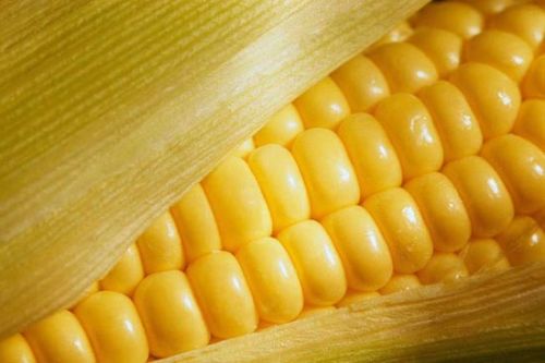 Yellow maize, Shelf Life : 6-12 Months