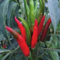 Bird Eye Chilli Pepper