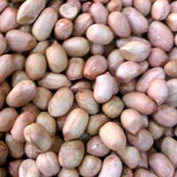 Java 50-60 Groundnut Kernels