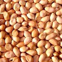 Java 90-100 Groundnut Kernels