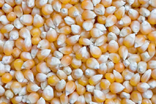Maize, Application : Ready-to-eat