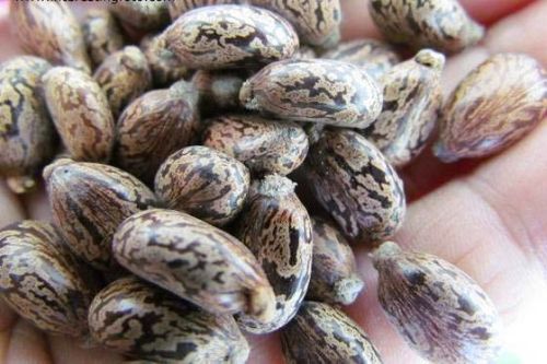 Castor Seed