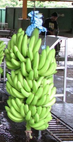 Organic Fresh Banana, For Food, Juice, Snacks, Packaging Type : Crate, Gunny Bag