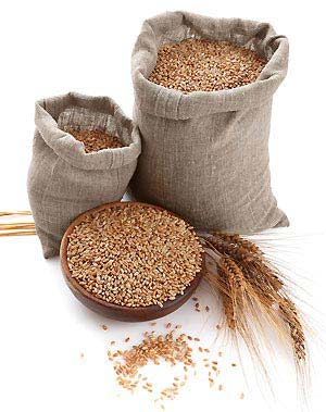 Organic Wheat Seeds, For Beverage, Flour, Food, Style : Natural