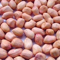 Java Groundnut Kernels