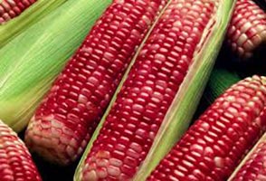 Red Corn