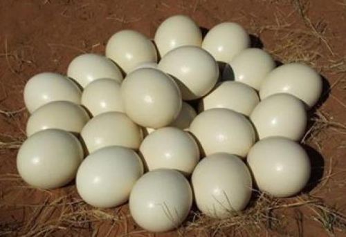Ostrich Eggs