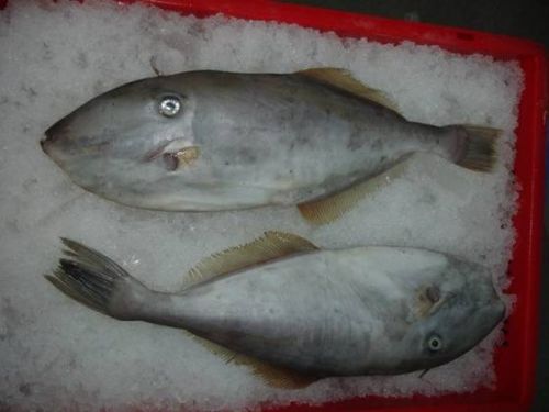 Frozen Leather Jacket Fish
