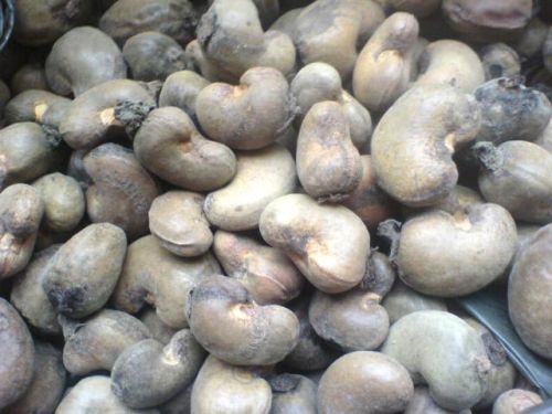Raw Cashew Nuts, Processing Type : Raw