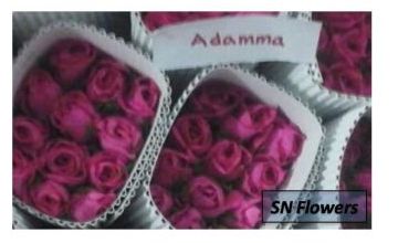 Adamma Cut Rose