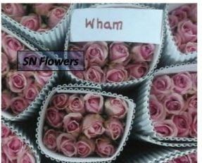 Wham Cut Rose