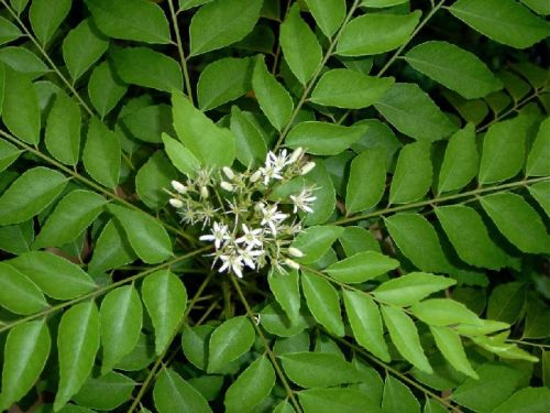 Fresh Curry Leaves.