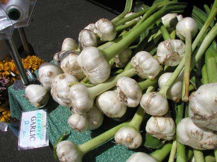 Garlic, Packaging Size : 20 Kg