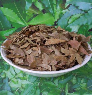 Dry Neem Powder
