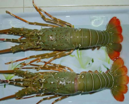Frozen Lobsters