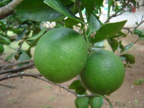 Fresh Lemons, Grade : A