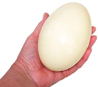 Ostrich Eggs